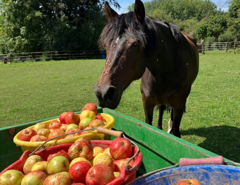 Pension Chevaux 4