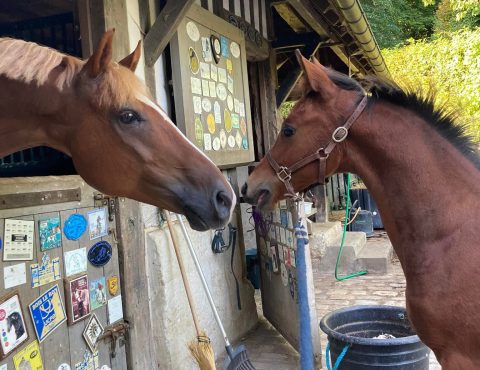 Pension Chevaux 3
